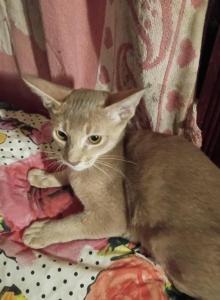 Tickle Me Fawn - Abyssinian Kitten For Sale - Plymouth&comma; WI&comma; US
