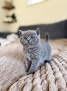 Stormy - British Shorthair Kitten For Sale - Woodland Park, CO, US Stormy - British Shorthair Kitten For Sale - Woodland Park, CO, US