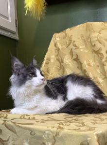 Merlin Calypso - Maine Coon Kitten For Sale - Brodnax, VA, US Merlin Calypso - Maine Coon Kitten For Sale - Brodnax, VA, US