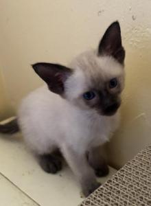 Harmony Grace Siamese Chocolate points - Siamese Kitten For Sale - Moneta, VA, US Harmony Grace Siamese Chocolate points - Siamese Kitten For Sale - Moneta, VA, US