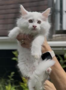 Willow Grove Cattery LLC Phoebe Kitten 1 - Ragdoll Kitten For Sale - OH, US Willow Grove Cattery LLC Phoebe Kitten 1 - Ragdoll Kitten For Sale - OH, US