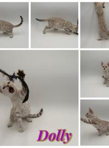 Dolly - Bengal Kitten For Sale - ME, US Dolly - Bengal Kitten For Sale - ME, US