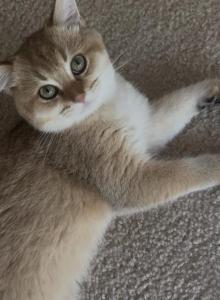 Leo - British Shorthair Kitten For Sale - Hanover, MD, US Leo - British Shorthair Kitten For Sale - Hanover, MD, US