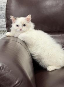 Blue eyes Snowboy - Ragdoll Kitten For Adoption - Auburn, WA, US Blue eyes Snowboy - Ragdoll Kitten For Adoption - Auburn, WA, US