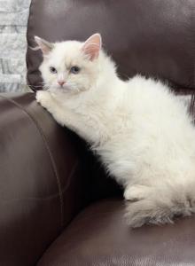 Blue eyes Snowboy - Ragdoll Kitten For Adoption - Auburn, WA, US Blue eyes Snowboy - Ragdoll Kitten For Adoption - Auburn, WA, US