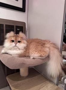 Nufik - British Shorthair Cat For Sale - San Mateo, CA, US Nufik - British Shorthair Cat For Sale - San Mateo, CA, US