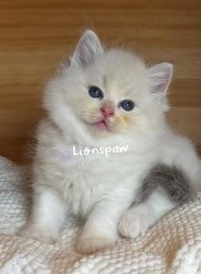 JON SNOW - Ragdoll Kitten For Sale - Hastings, PA, US JON SNOW - Ragdoll Kitten For Sale - Hastings, PA, US