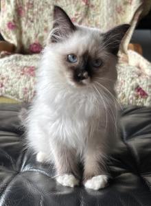 Luna - Ragdoll Kitten For Sale - Bartlett, IL, US Luna - Ragdoll Kitten For Sale - Bartlett, IL, US