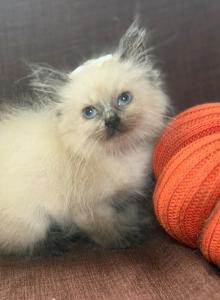 Purebred Ragdolls - Ragdoll Kitten For Sale - Barberton&comma; OH&comma; US