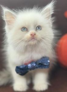 Purebred Ragdolls - Ragdoll Kitten For Sale - Barberton&comma; OH&comma; US