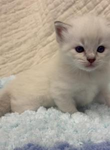 Goose - Ragdoll Kitten For Sale - Ozark&comma; MO&comma; US