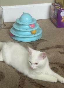 Miko - Ragdoll Kitten For Sale - Portland&comma; OR&comma; US