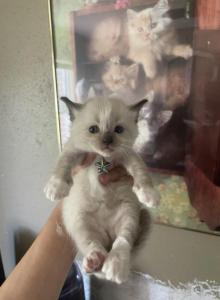 Dharma - Ragdoll Kitten For Sale - Spring, TX, US Dharma - Ragdoll Kitten For Sale - Spring, TX, US