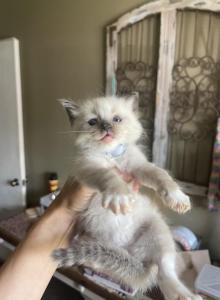 Declan - Ragdoll Kitten For Sale - Spring&comma; TX&comma; US