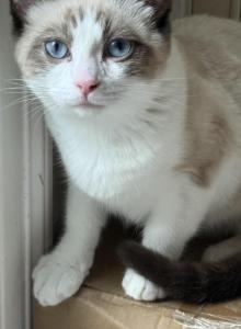 Girl - Siamese Kitten For Sale - Westfield, MA, US Girl - Siamese Kitten For Sale - Westfield, MA, US