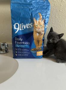 Bluey - Russian Blue Kitten For Sale - Riverside, CA, US Bluey - Russian Blue Kitten For Sale - Riverside, CA, US
