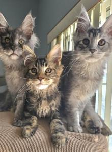 Maine Coon kittens Males and females - Maine Coon Kitten For Sale - FL, US Maine Coon kittens Males and females - Maine Coon Kitten For Sale - FL, US