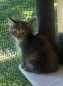 Hazelnut - Maine Coon Kitten For Sale - Brave, PA, US Hazelnut - Maine Coon Kitten For Sale - Brave, PA, US