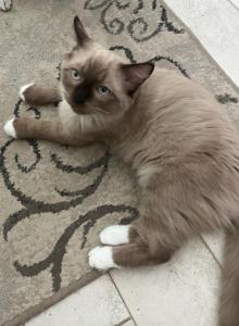 Seal Mink Mitted 5 - Ragdoll Kitten For Sale - Amarillo&comma; TX&comma; US