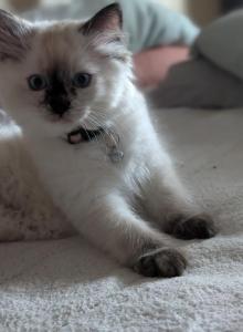 Julia - Ragdoll Kitten For Sale - Fountain, CO, US Julia - Ragdoll Kitten For Sale - Fountain, CO, US