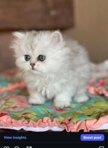 Exotic Persian kittens - Persian Kitten For Sale - Staten Island, NY, US Exotic Persian kittens - Persian Kitten For Sale - Staten Island, NY, US