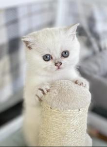 Scottish girl white blue eyes - Scottish Straight Kitten For Adoption - Minneapolis, MN, US Scottish girl white blue eyes - Scottish Straight Kitten For Adoption - Minneapolis, MN, US