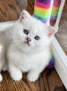 Scottish straight male white - Scottish Straight Kitten For Sale - Minneapolis, MN, US Scottish straight male white - Scottish Straight Kitten For Sale - Minneapolis, MN, US