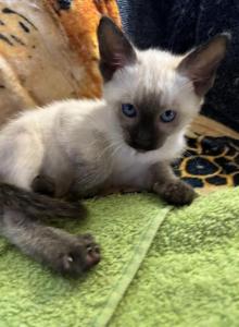 Harmony Grace Siamese Chocolate points - Siamese Kitten For Sale - Moneta, VA, US Harmony Grace Siamese Chocolate points - Siamese Kitten For Sale - Moneta, VA, US