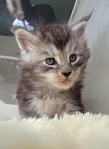 Cinderellas Helpers - Maine Coon Kitten For Sale - Longview, WA, US Cinderellas Helpers - Maine Coon Kitten For Sale - Longview, WA, US