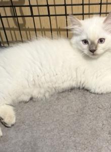 Arwyn - Ragdoll Kitten For Sale - Buffalo, NY, US Arwyn - Ragdoll Kitten For Sale - Buffalo, NY, US