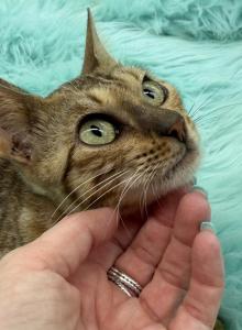 Eevee's Females - Bengal Cat For Sale - Glen Allen, VA, US Eevee's Females - Bengal Cat For Sale - Glen Allen, VA, US