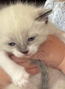 Uno - Ragdoll Kitten For Sale - Milford Charter Township, MI, US Uno - Ragdoll Kitten For Sale - Milford Charter Township, MI, US