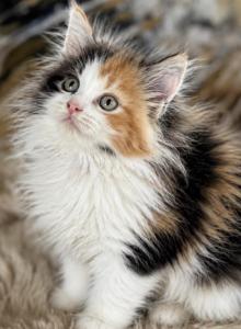 September Kitties AVAILABLE TODAY - Maine Coon Kitten For Sale - Boscawen&comma; NH&comma; US
