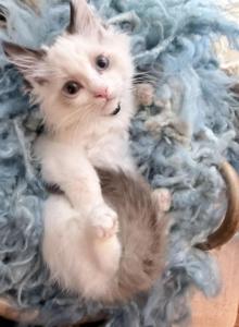 Purebred Bicolor torte seal point ragdoll kitten - Ragdoll Kitten For Sale - Beavercreek&comma; OH&comma; US