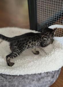TICA F4 SBT Savannah Kittens - Savannah Kitten For Sale - Portland&comma; OR&comma; US