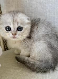 Scottish Fold Silver Female - Scottish Fold Kitten For Sale - Orlando&comma; FL&comma; US