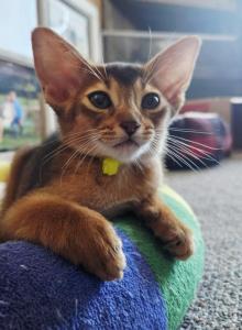 Star babies - Abyssinian Kitten For Sale - Hutchinson&comma; KS&comma; US