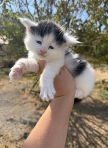 Bruce - Maine Coon Kitten For Sale - Locust Grove&comma; OK&comma; US
