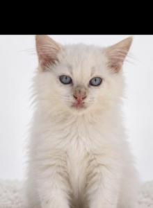 Micky - Ragdoll Kitten For Sale - Desloge&comma; MO&comma; US