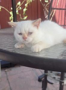 Odrey - British Shorthair Kitten For Sale - San Diego&comma; CA&comma; US