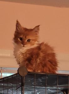 June - Maine Coon Kitten For Sale - Manchester Township&comma; NJ&comma; US