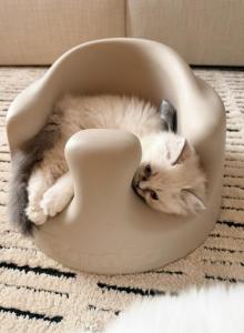 Belle - Persian Kitten For Sale - North Olmsted&comma; OH&comma; US