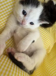 Mars - Persian Kitten For Sale - Center Groton, CT, US Mars - Persian Kitten For Sale - Center Groton, CT, US