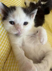 Mars - Persian Kitten For Sale - Center Groton&comma; CT&comma; US