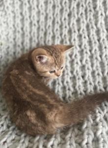 Luna - British Shorthair Kitten For Sale - Aliso Viejo&comma; CA&comma; US