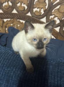 Purebred Siamese Kittens Looking for Loving Homes - Siamese Kitten For Sale - Center Moriches&comma; NY&comma; US