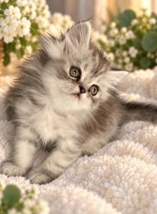 PRINCE - Persian Kitten For Sale - Sand Lake, FL, US PRINCE - Persian Kitten For Sale - Sand Lake, FL, US