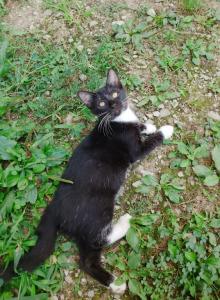 Kittens - Domestic Kitten For Adoption - AL&comma; US