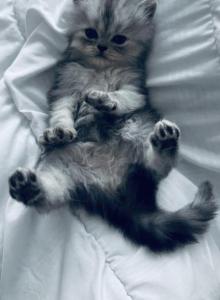 Our First Litter - Persian Kitten For Sale - Delaware, OH, US Our First Litter - Persian Kitten For Sale - Delaware, OH, US