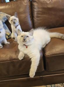 Grey's Summer Litter - Balinese Kitten For Sale - Ypsilanti&comma; MI&comma; US